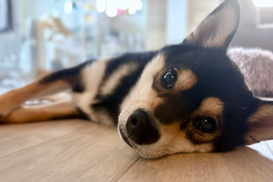 家でまったりと過ごすはなくん【写真提供:パテラの黒豆柴はな(@pateraHANA)さん】