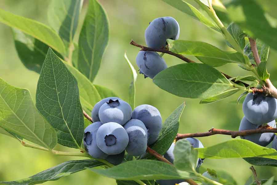 びえいハスカップファームのブルーベリー【写真提供:えいハスカップファーム(@haskapfarm)さん】