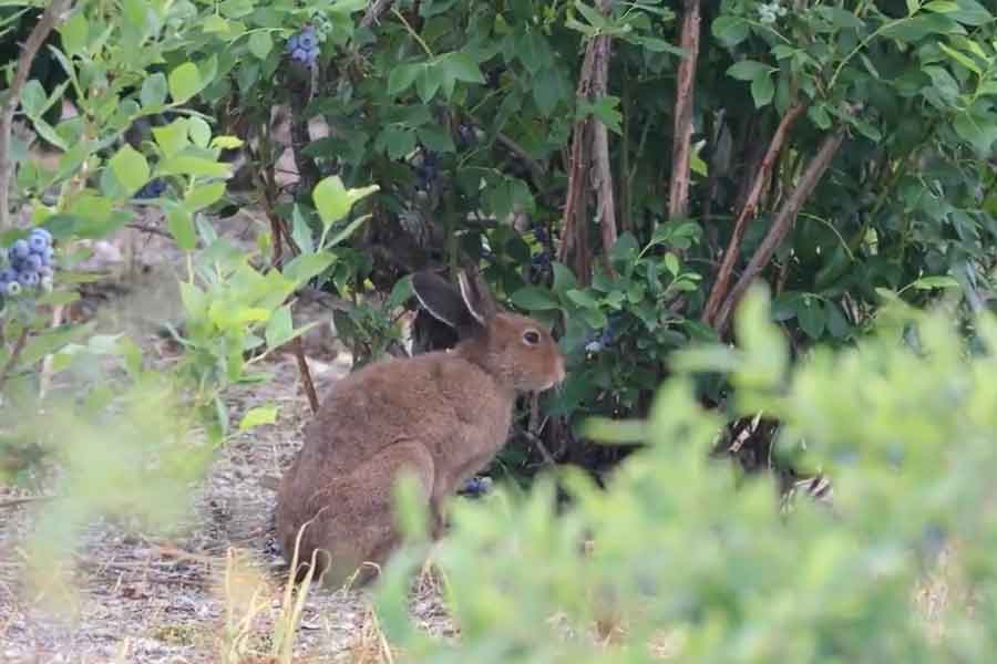 売り物にならない下のほうのブルーベリーを食べてくれる野生のウサギ(写真はスクリーンショット)