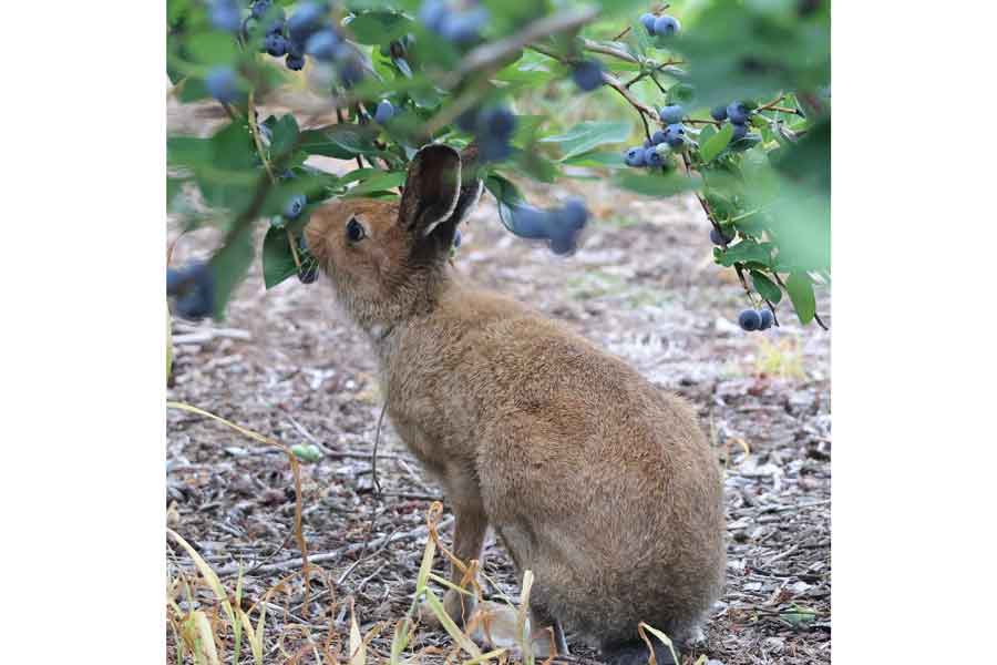 まるで絵本の中から飛び出したかのよう【写真提供:えいハスカップファーム(@haskapfarm)さん】