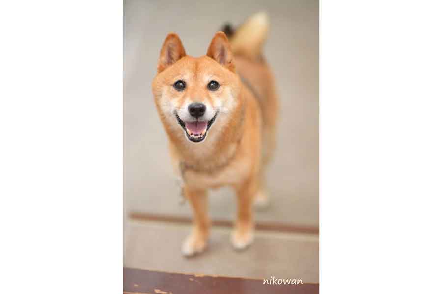 笑顔でこちらを見つめるころちゃん【写真提供：せつな（@setunaiAUC）さん】