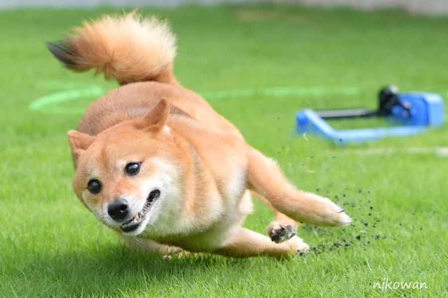 地面ぎりぎりを攻めるころちゃん【写真提供：せつな（@setunaiAUC）さん】