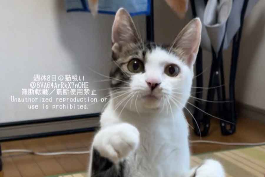 愛らしい表情のねこちゃん【写真提供：週休8日の猫吸い（@8VA64ArRkX7nOHE）さん】