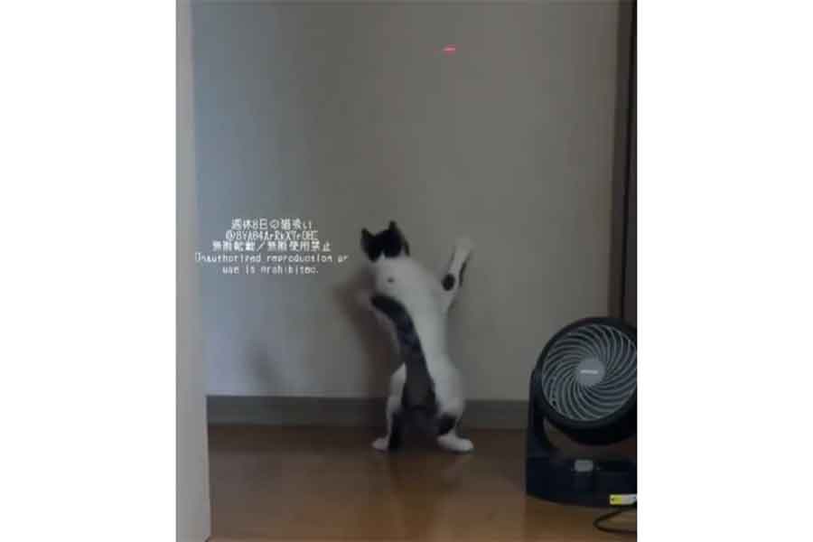 体をくねらせながら光を追いかけるねこちゃん（写真はスクリーンショット）