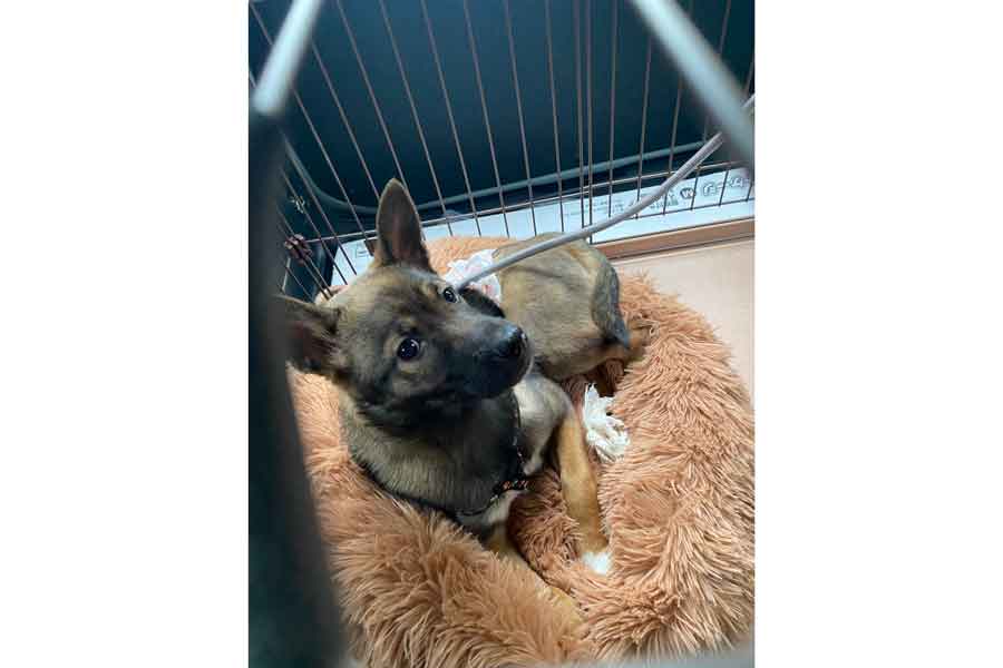 ケージのなかで少し不安そうな表情を見せるばつ丸くん【写真提供：あや（@Biihyo）さん】