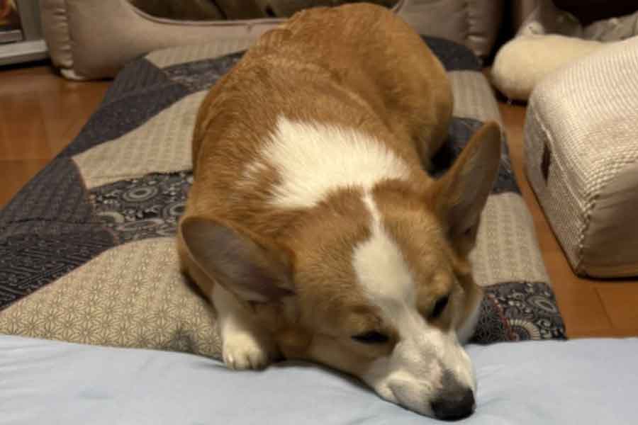 朝ごはんを“キャンセル”するコーギー【写真提供：ひめ nametti2kd（@nametting）さん】