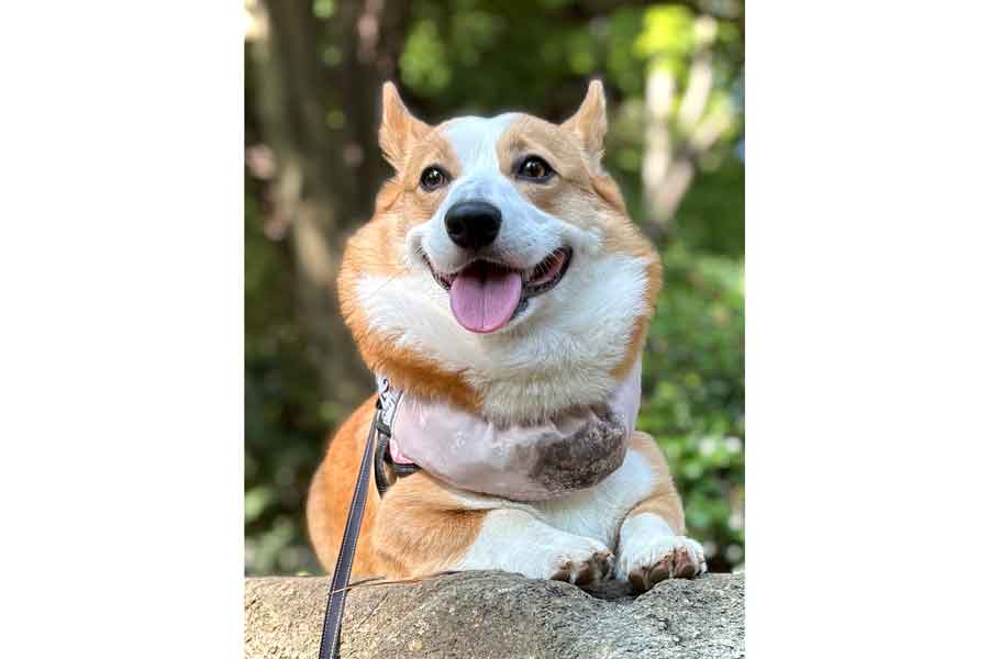 弾ける笑顔のひめちゃん【写真提供：ひめ nametti2kd（@nametting）さん】