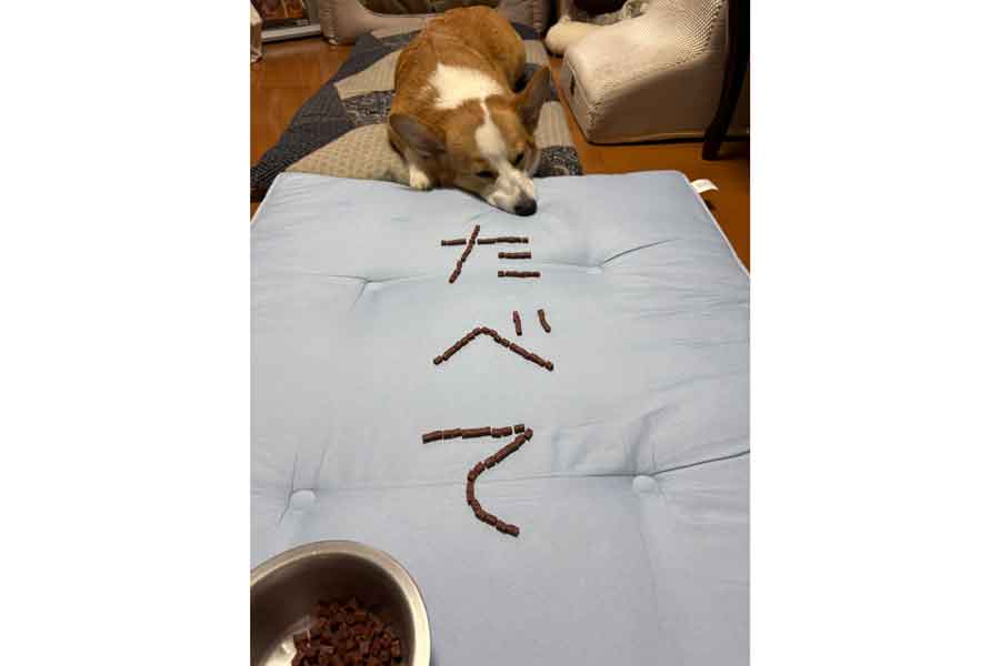 「たべて」とごはんを並べられても、食べようとしないひめちゃん【写真提供：ひめ nametti2kd（@nametting）さん】