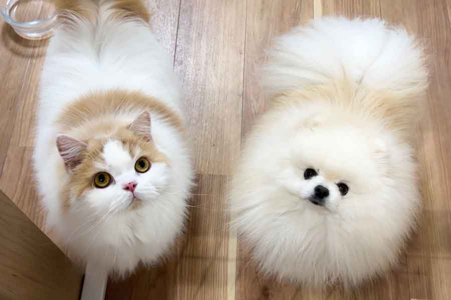 とても仲良しな、(左から)レモンくんとポテチくん【写真提供:猫のレモンと犬のポテチ(@Lemon0517ch)さん】