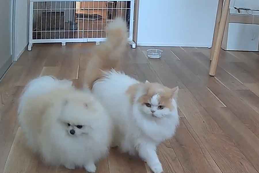 仲良く寄り添って歩く(左から)ポテチくんとレモンくん(スクリーンショット)