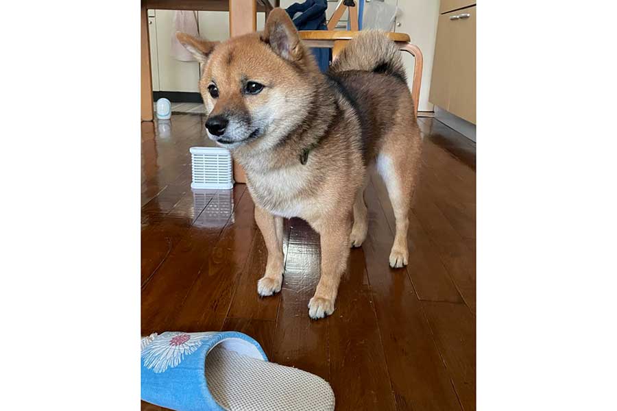 スリッパを運んできた九十くん【写真提供：豆柴九十（@rojiko7）さん】