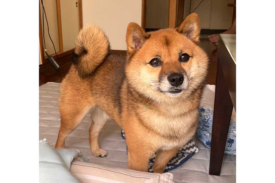 部屋の中で散歩待ちをする九十くん【写真提供：豆柴九十（@rojiko7）さん】