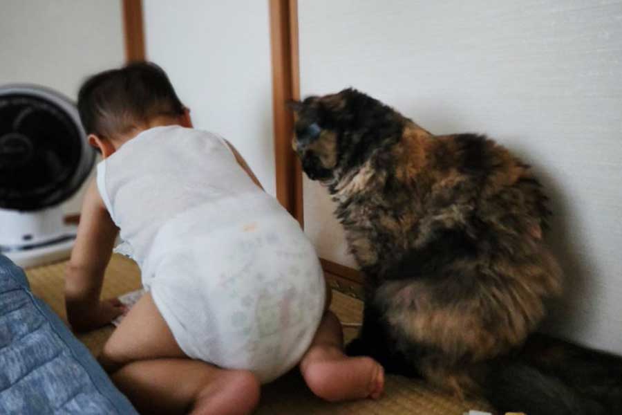 子守りをするねこ【写真提供:ヤマアラシ(@sinicca343)さん】