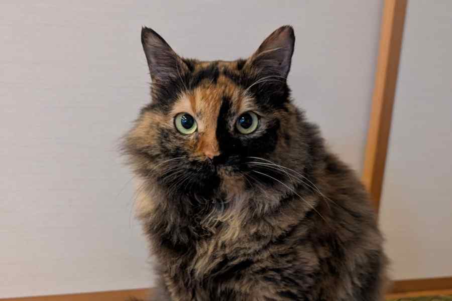 とても穏やかな性格のたぬ吉ちゃん【写真提供:ヤマアラシ(@sinicca343)さん】