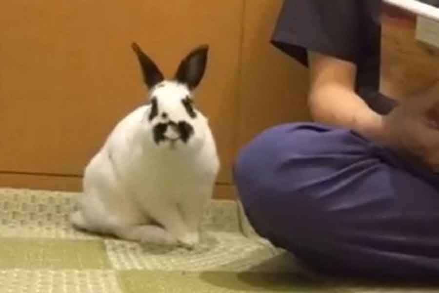 飼い主さんのそばを離れないウサギ（スクリーンショット）