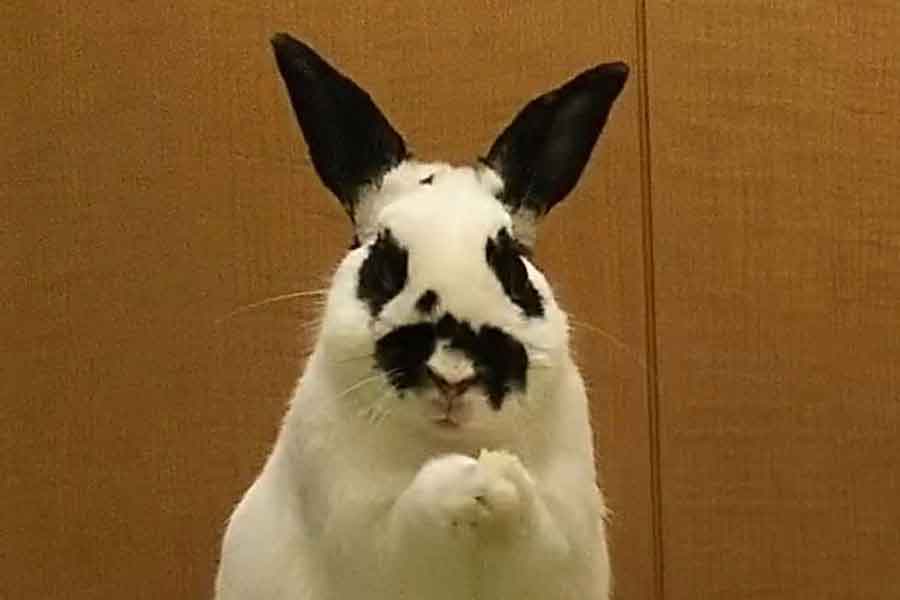 白黒模様がキュートなみつ葉ちゃん【写真提供：Rabbits（@RabbitsAC）さん】