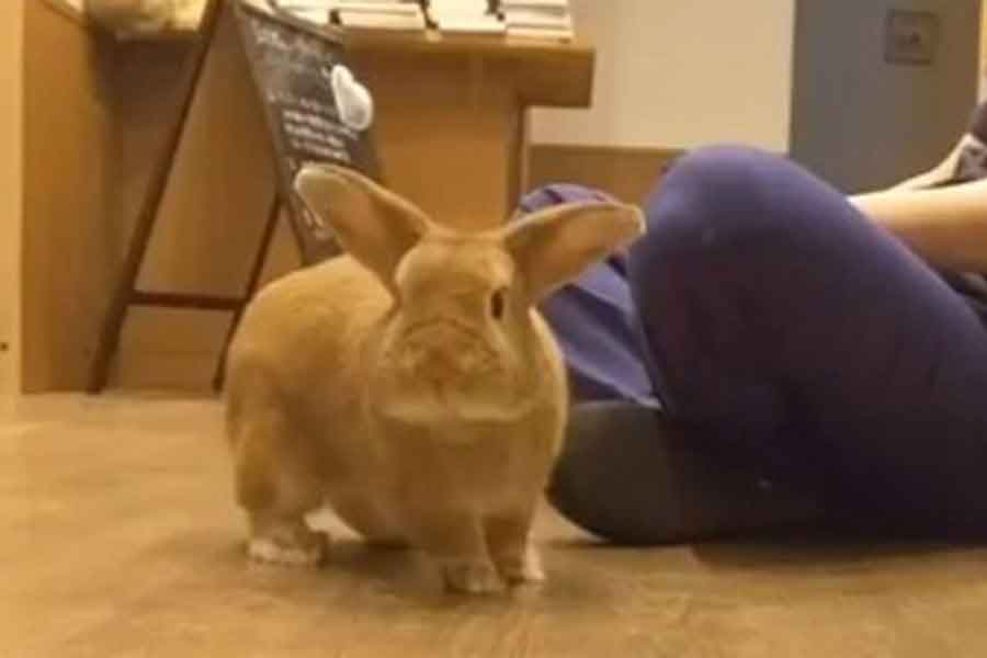 動物病院で、飼い主さんと一緒に過ごすもみじくん（スクリーンショット）