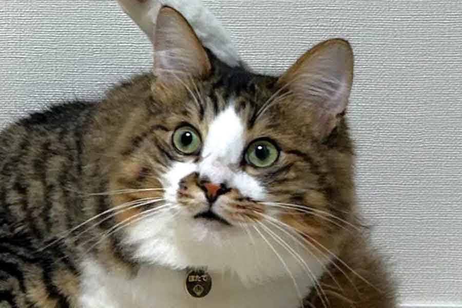 まさかのポージングで、涼しい顔をしているねこのほたてくん【写真提供：ほたてくん（@hotanyan）さん】