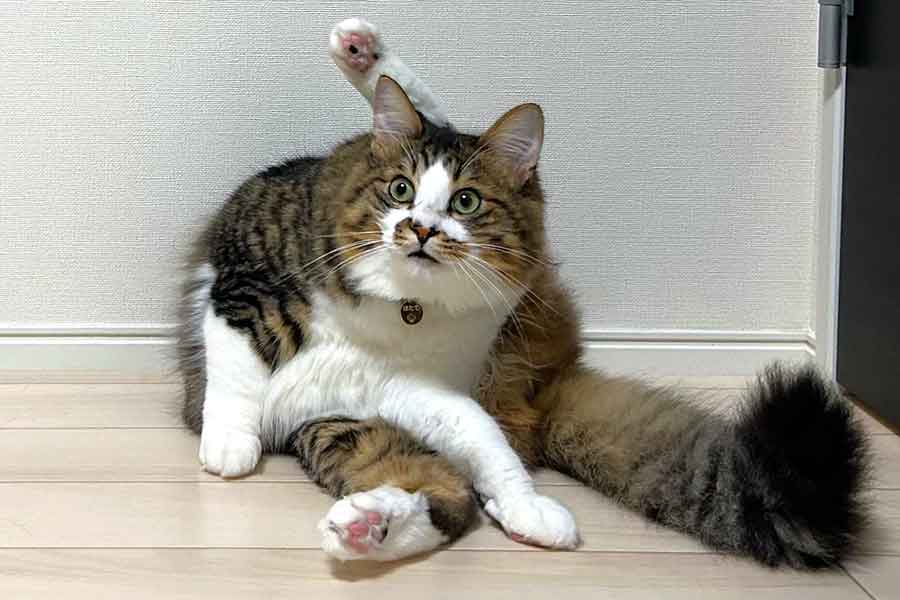 足はいったい何本?【写真提供:ほたてくん(@hotanyan)さん】