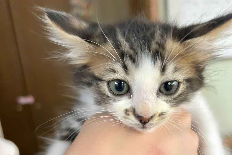 お迎えしたばかりの頃のほたてくん【写真提供:ほたてくん(@hotanyan)さん】