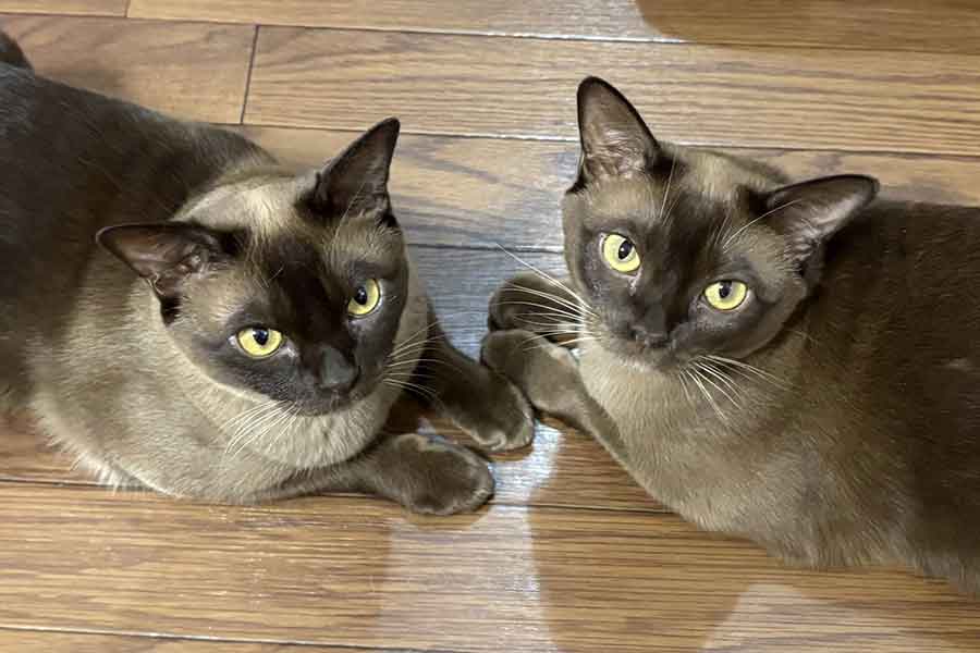 ヨーロピアンバーミーズの（左から）サニーくんとクラウディくん【写真提供：Dai（@daisuke_coffee）さん】