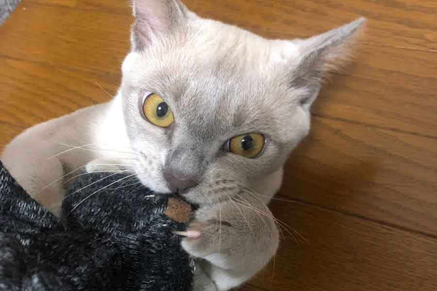 長男のレイニーくん【写真提供：Dai（@daisuke_coffee）さん】