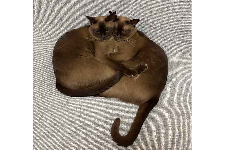 帰宅したらひとつになって寝ていたサニーくんとクラウディくん【写真提供:Dai(@daisuke_coffee)さん】