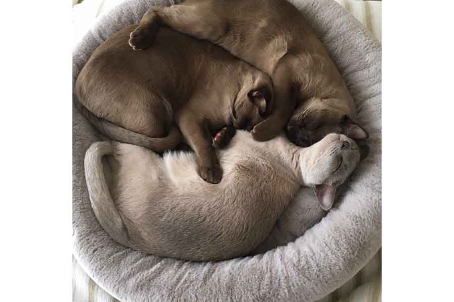 3匹が一緒になって寝ていることも【写真提供:Dai(@daisuke_coffee)さん】