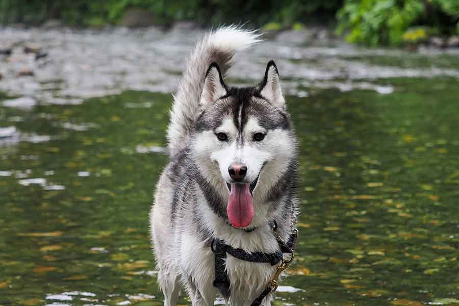 川の浅瀬で生き生きする、シベリアンハスキーのムイちゃん【写真提供：ムイ（@mui_husky）さん】