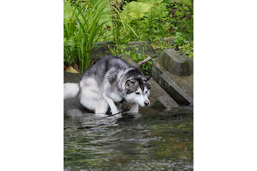 尻込みしているムイちゃん【写真提供：ムイ（@mui_husky）さん】