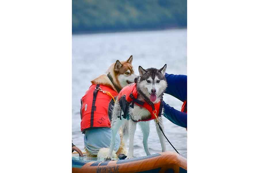 SUPを楽しむムイちゃん【写真提供：ムイ（@mui_husky）さん】