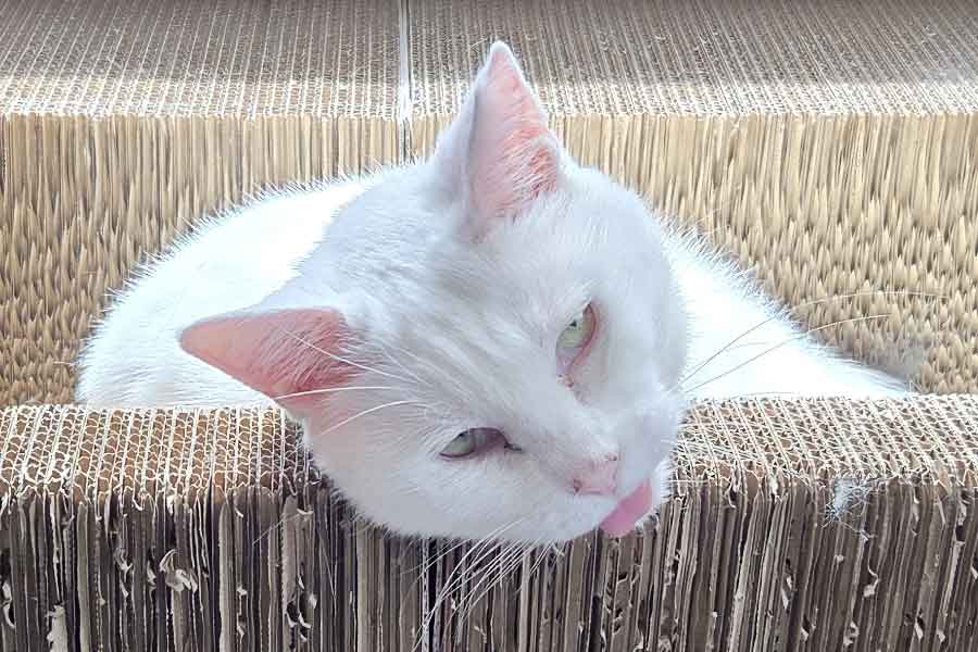 話題になった、おもちちゃんが甘えるときの表情【写真提供:ちったん(@NYANMARUKE)さん】