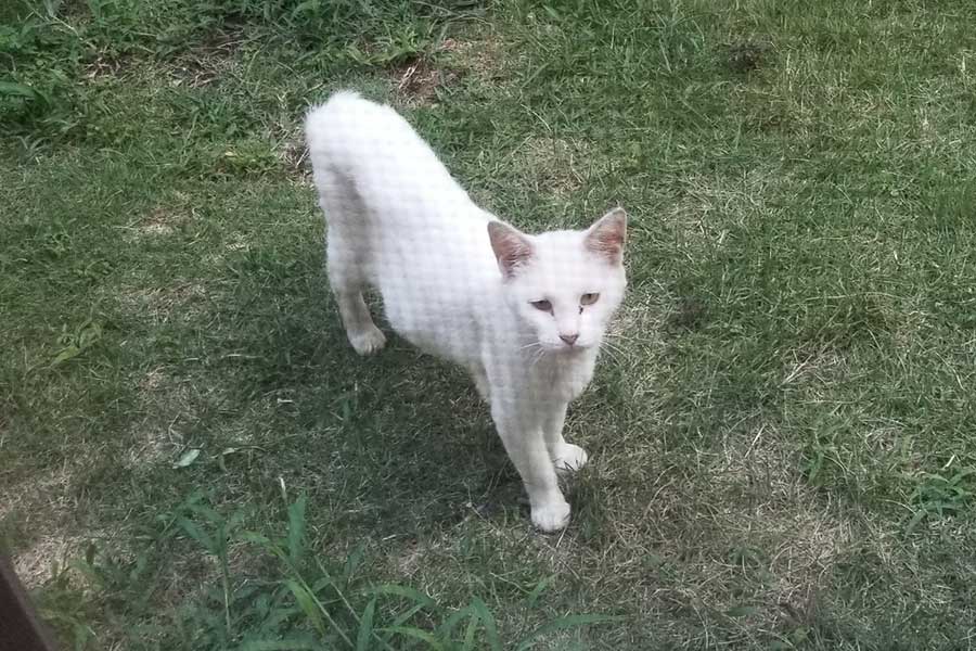 野良ねこだった頃のおもちちゃん【写真提供:ちったん(@NYANMARUKE)さん】