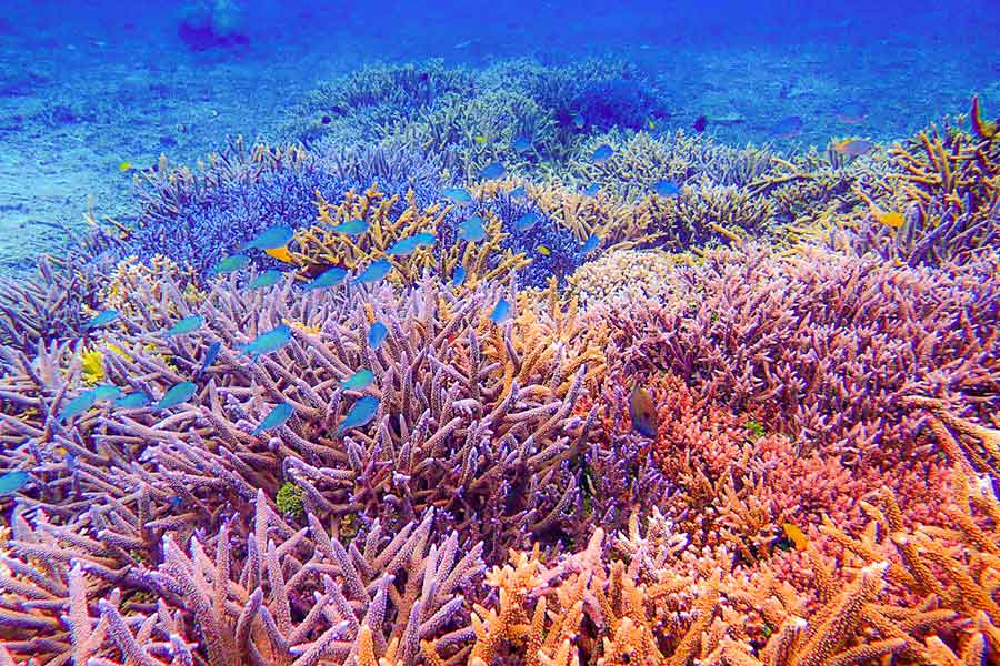 サンゴ礁が美しい沖縄の青い海（写真はイメージ）【写真：写真AC】