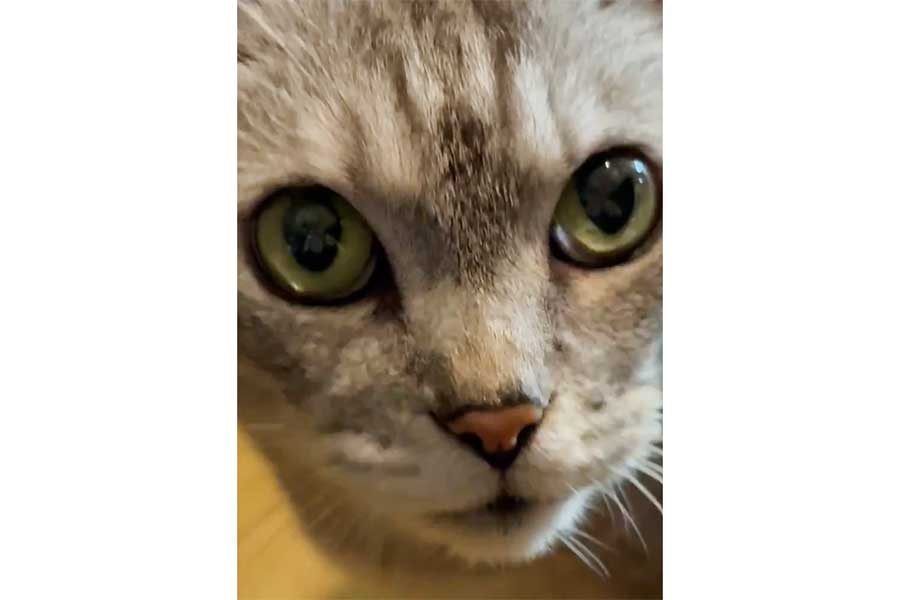 「なか卯～」と言いながらこちらを見つめるたいちゃん（スクリーンショット）