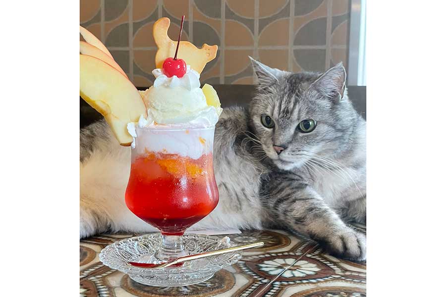 おいしそうなパフェをじっと見つめるたいちゃん【写真提供：猫喫茶ネコブ（@nekobuneko）さん】