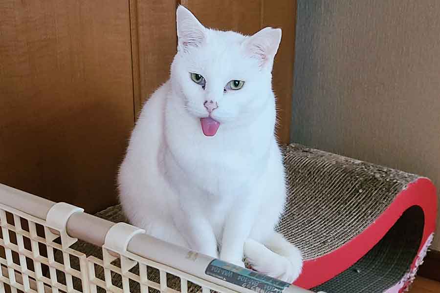 ぺろりと舌を出す、元保護ねこのおもちちゃん【写真提供：ちったん（@NYANMARUKE）さん】