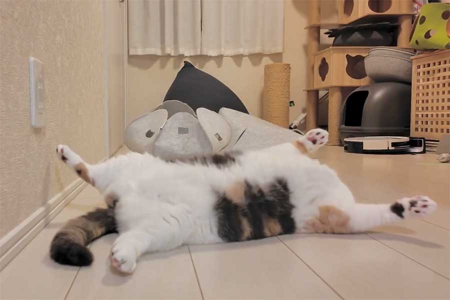 ぽてっと脱力して後ろに倒れるみゅーちゃん（スクリーンショット）