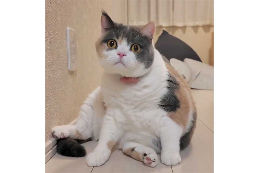 じっとこちらを見つめた直後に…（スクリーンショット）