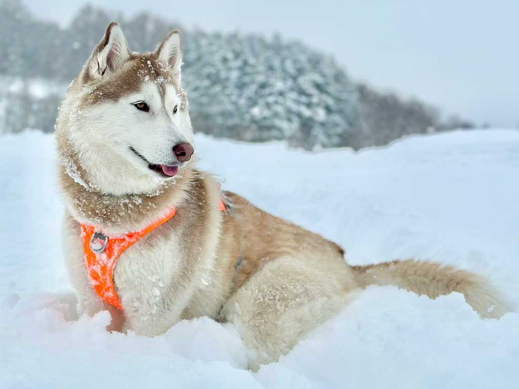 真っ白な雪原の中、立ち姿が美しいシベリアンハスキー【写真提供：三代目（@Yukisaburou_216）さん】