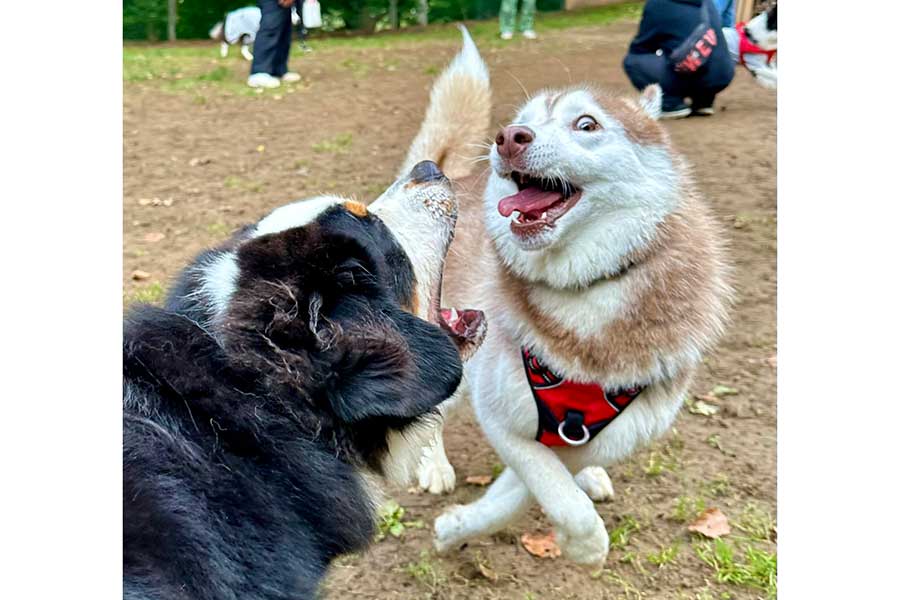 口を開けてなんとも言えない表情を見せるユキサブロウちゃん【写真提供：三代目（@Yukisaburou_216）さん】