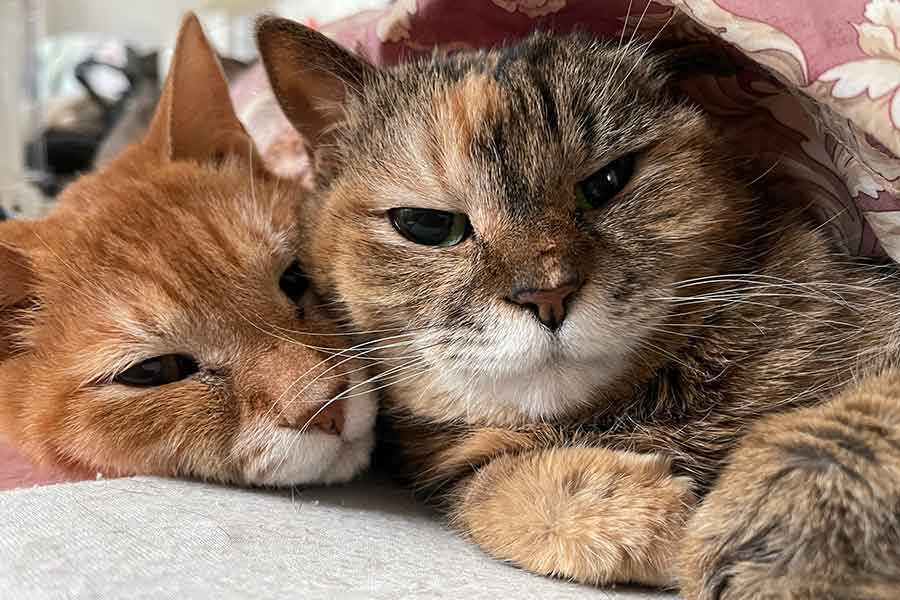 仲良く寄り添う兄弟ねこの（左から）紅茶くんと豆茶ちゃん【写真提供：猫整体 キュベレイ（@cybele_nakano）さん】