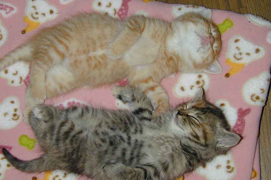 まだ子ねこ時代のかわいらしい(左から)紅茶くんと豆茶ちゃん【写真提供:猫整体 キュベレイ(@cybele_nakano)さん】