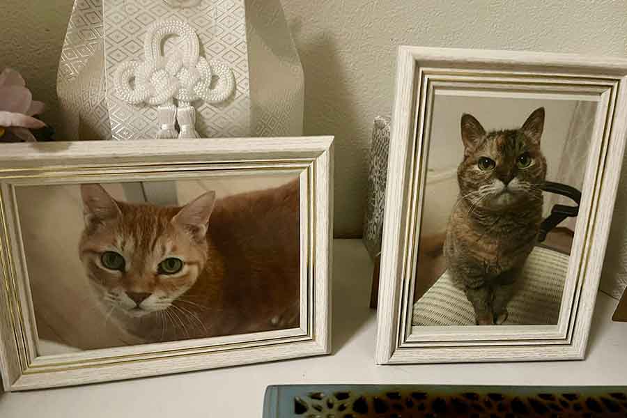 20年以上一緒に暮らした後、虹の橋を渡った（左から）紅茶くんと豆茶ちゃんの遺影【写真提供：猫整体　キュベレイ（@cybele_nakano）さん】