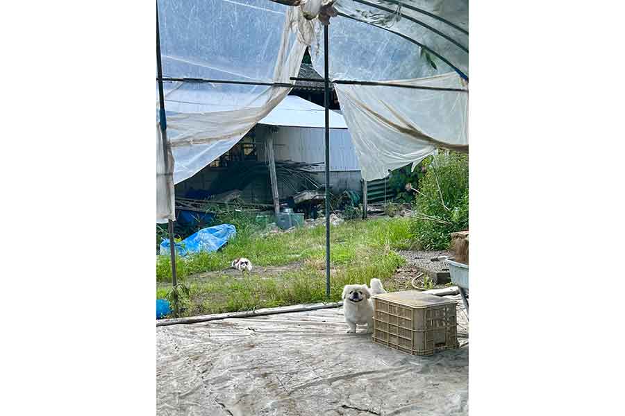 ねこのミョウガちゃんに背後を狙われているハオくん【写真提供:ペキニイッヌ(@hao_kochi)さん】