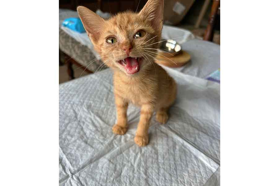 現在里親を募集中の子ねこ【写真提供：ペキニイッヌ（@hao_kochi）さん】