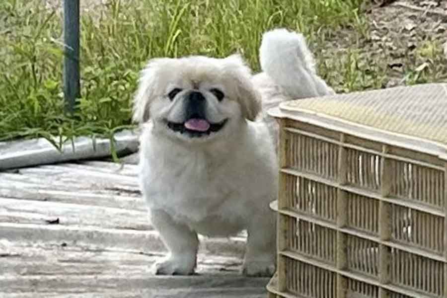 ニコニコの笑顔を見せるハオくんのその背後には…【写真提供:ペキニイッヌ(@hao_kochi)さん】