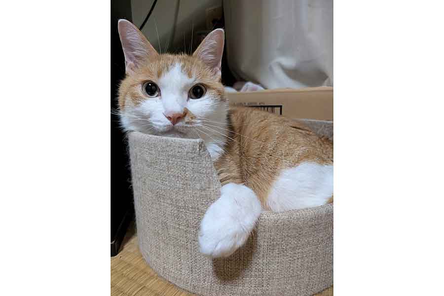 くつろぎながらじっとこちらを見つめるみやびくん【写真提供：ふみ（@xAzwizeAQXhHvPi）さん】