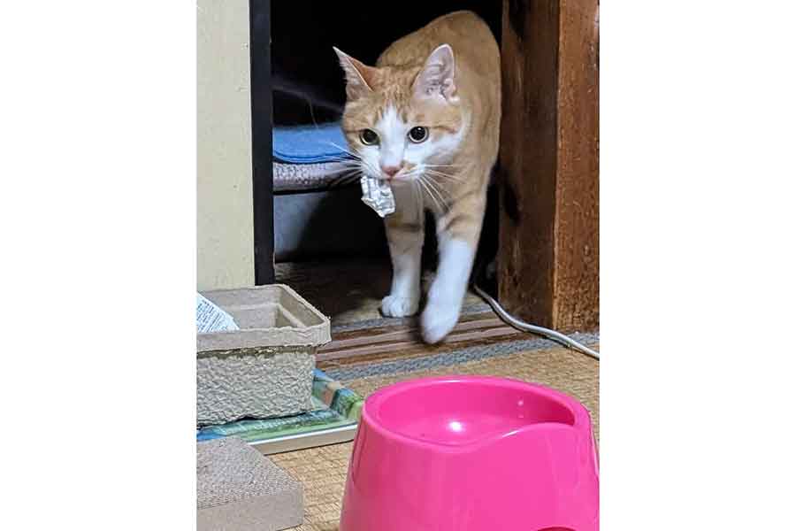 頼んでいないものを持ってきてくれたみやびくん【写真提供：ふみ（@xAzwizeAQXhHvPi）さん】