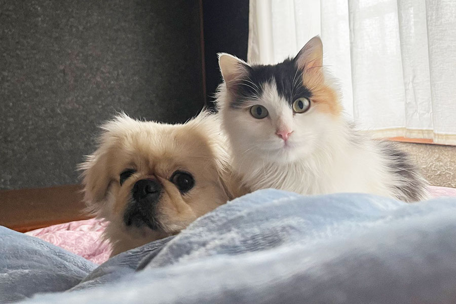 並んでまったりする（左から）ハオくんとミョウガちゃん【写真提供：ペキニイッヌ（@hao_kochi）さん】